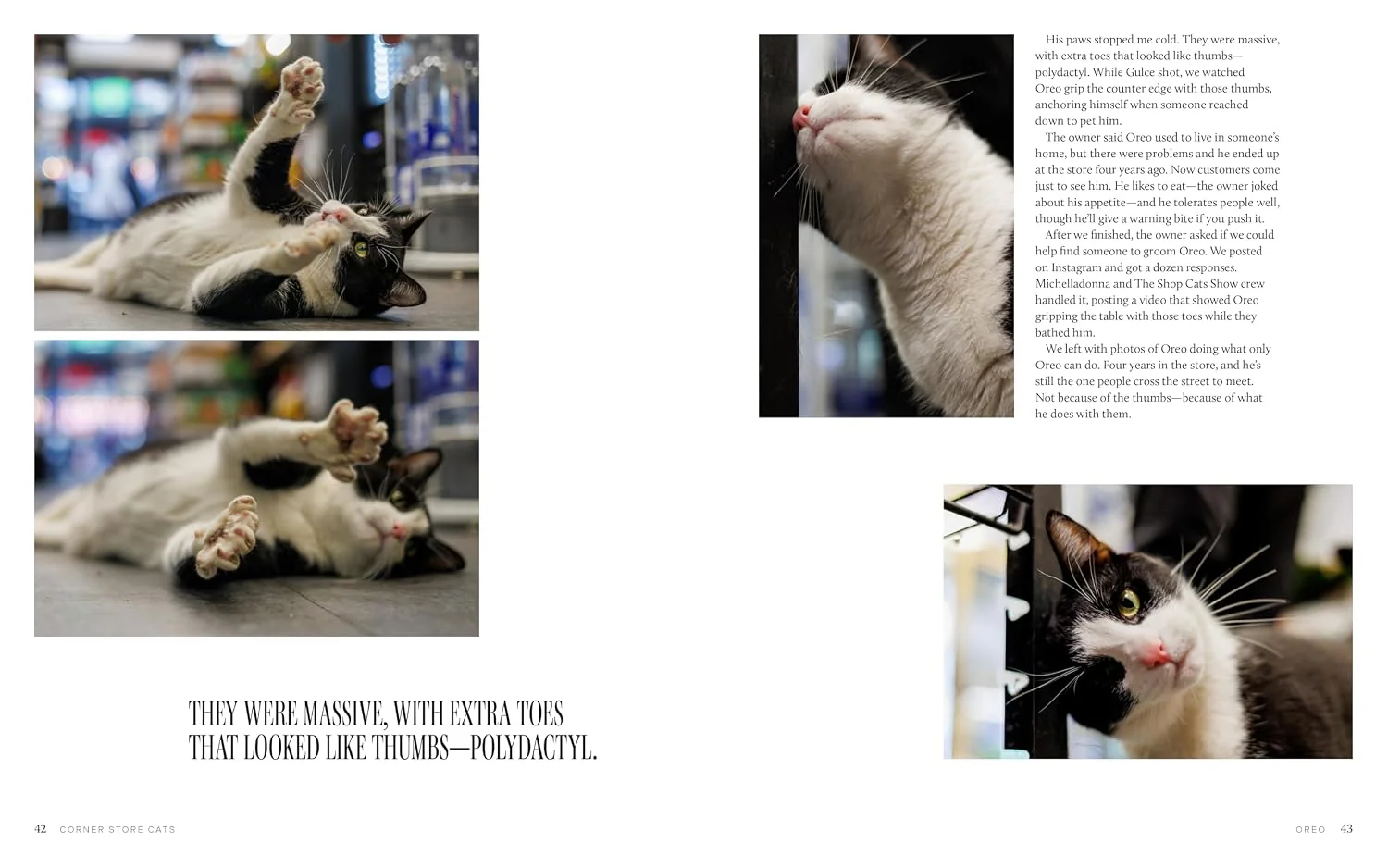 Bodega Cats of New York: Portraits and Stories from New York City's Working Cats - Image 5