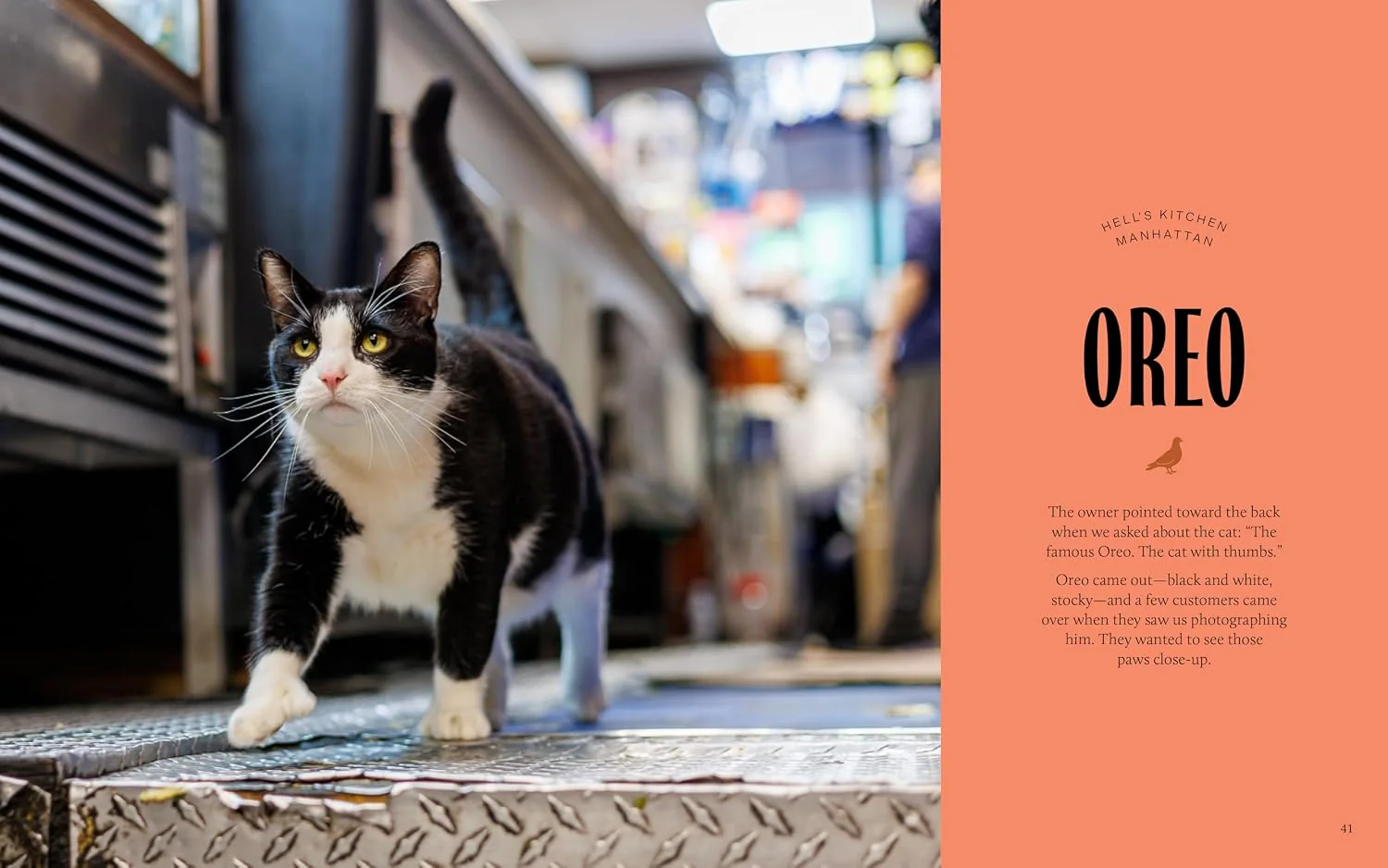 Bodega Cats of New York: Portraits and Stories from New York City's Working Cats - Image 7